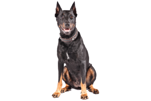 Razas de Trabajo - Beauceron - Perro de Protección