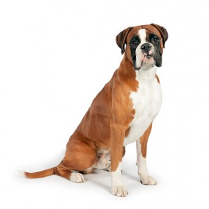 Razas de Trabajo - Boxer - Perro de Protección