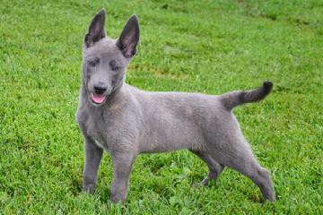 Cachorro Pastor Holandes Azul, color predomiente azul gris, luego le saldran las lineas oscuras. (Blue Brindle Dutch Shepherd).