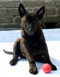 Holly - Cachorro Pastor Holandes - Harry vs Tinka