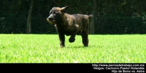 Helgos Cachorro Pastor Holandes / Bono vs Astra