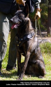 apollo-lobo-pastor-holandes