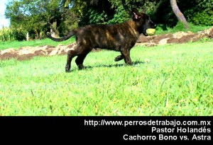 Pastor Holandes Testimonios