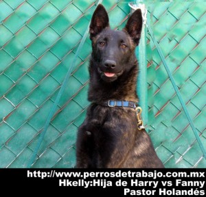 Perros de proteccion personal y deportivo - Pastor Holandes