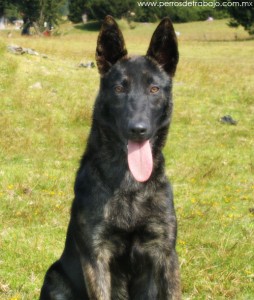 Escribenos - Perros de Trabajo - Lineas de Trabajo