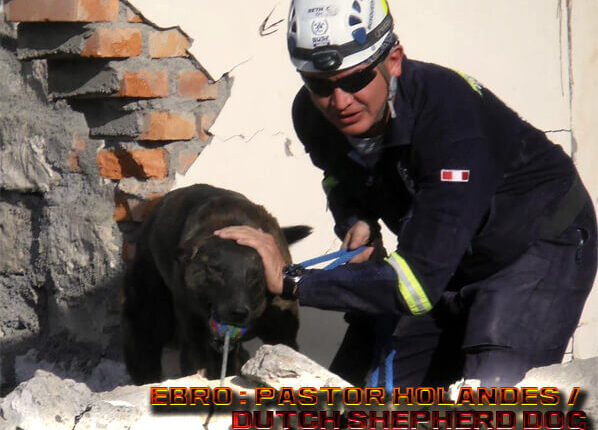 Pastor holandes KNPV