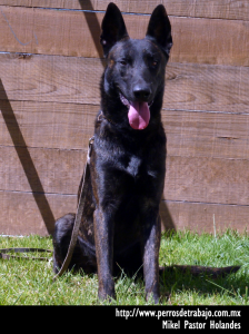 Pastor Holandes - perros de proteccion personal - 