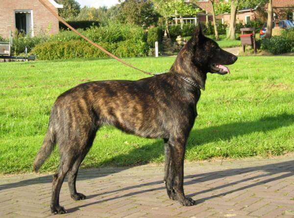 Pastor Holandés atigrado dorado (gold brindle)