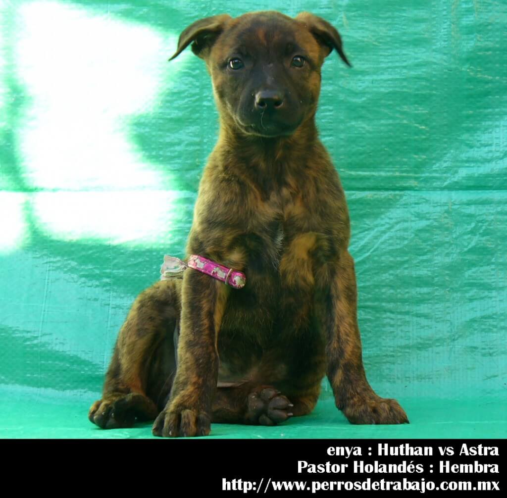 Cachorro Pastor Holandes Gold Brindle