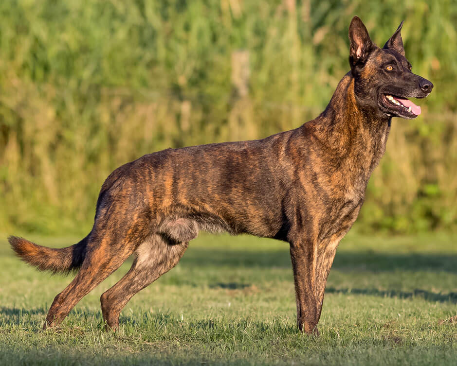 Pastor Holandes Red Brindle