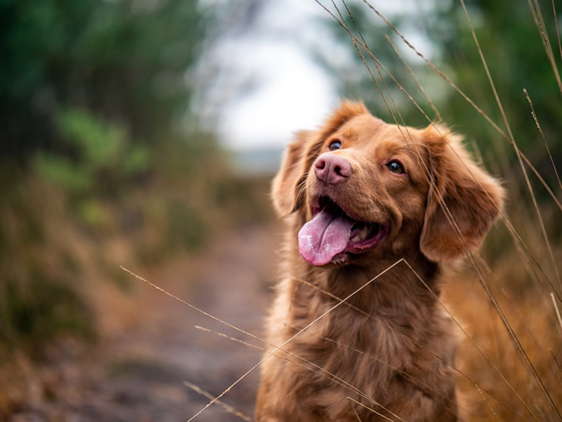 Alimentación ideal para cachorro | perros de trabajo