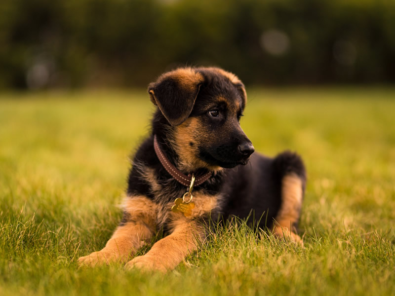 Educando un cachorro en casa | Perros de trabajo