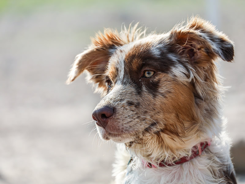 Salud y cuidados para el cachorro | Perros de Trabajo