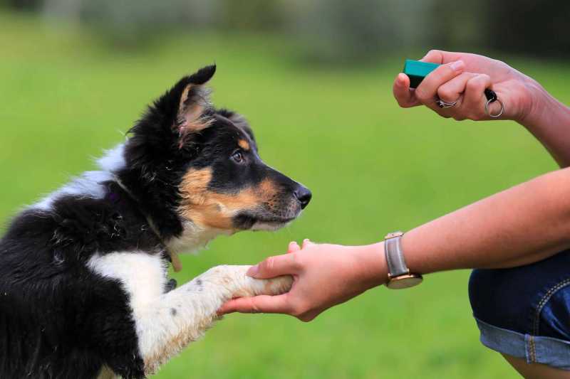 adiestramiento con clicker | Adiestramiento canino Positivo