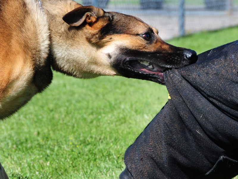 Mejora y Corrección de Problemas Comunes en el Trabajo de Mordida K9